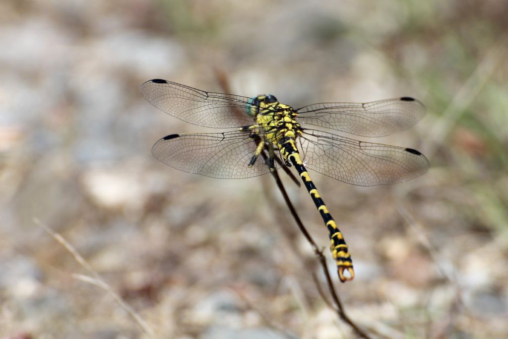 Onychogomphus forcipatus?